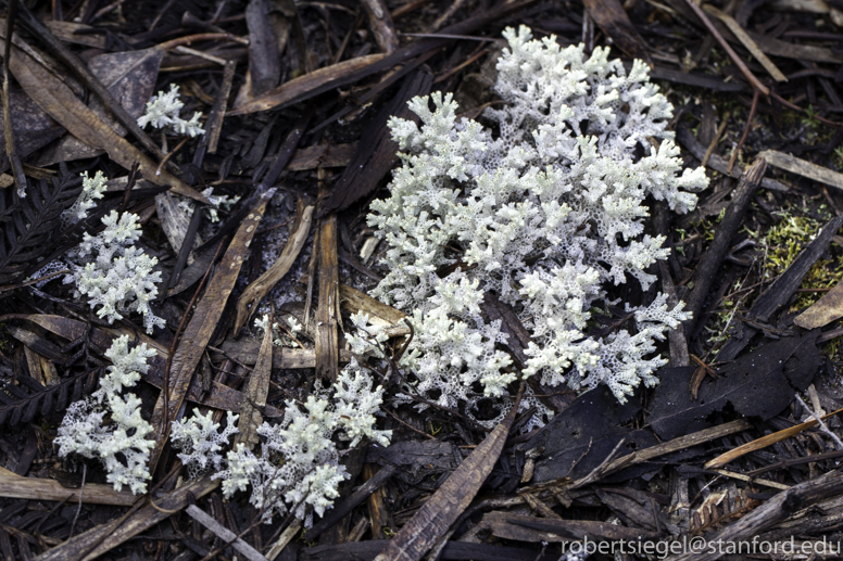 lichen